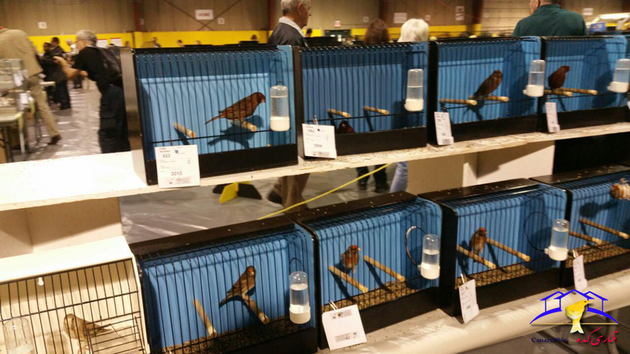 نمایشگاه قناری کشور کانادا نمایشگاه قناری کانادا نمایشگاه قناری قناری عکس های نمایشگاه های خارجی قناری عکس های نمایشگاه قناری کشور کانادا عکس های نمایشگاه قناری Annual national cage bird show 